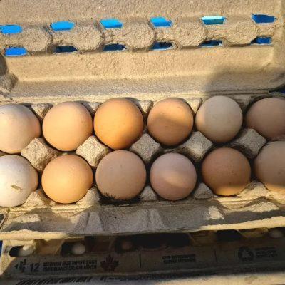Eggs for sale